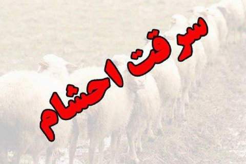 انهدام باند سارقان احشام در ساوه / دستگیری ۷ سارق و کشف ۳۰ رأس احشام سرقتی