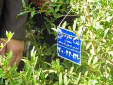 گزارش تصویری – اجرای طرح شجره طیبه در باغات شهرستان ساوه