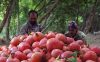پیش‌بینی برداشت بیش از ۱۷۰ هزار تن انار در ساوه