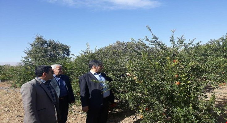 بازدید فرماندار ساوه از یکی از مزارع مکانیزه آبیاری در بخش مرکزی